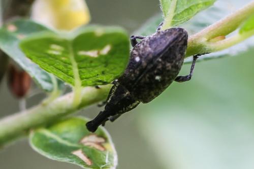 Lepyrus palustris